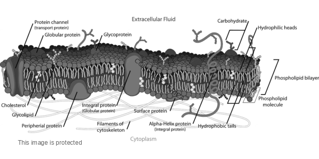 cell physiology